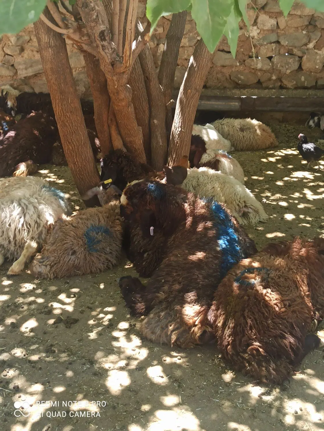 پگ زنده بسته در منطقه 3و۵ .2|حیوانات مزرعه|تهران, سردارجنگل|دیوار
