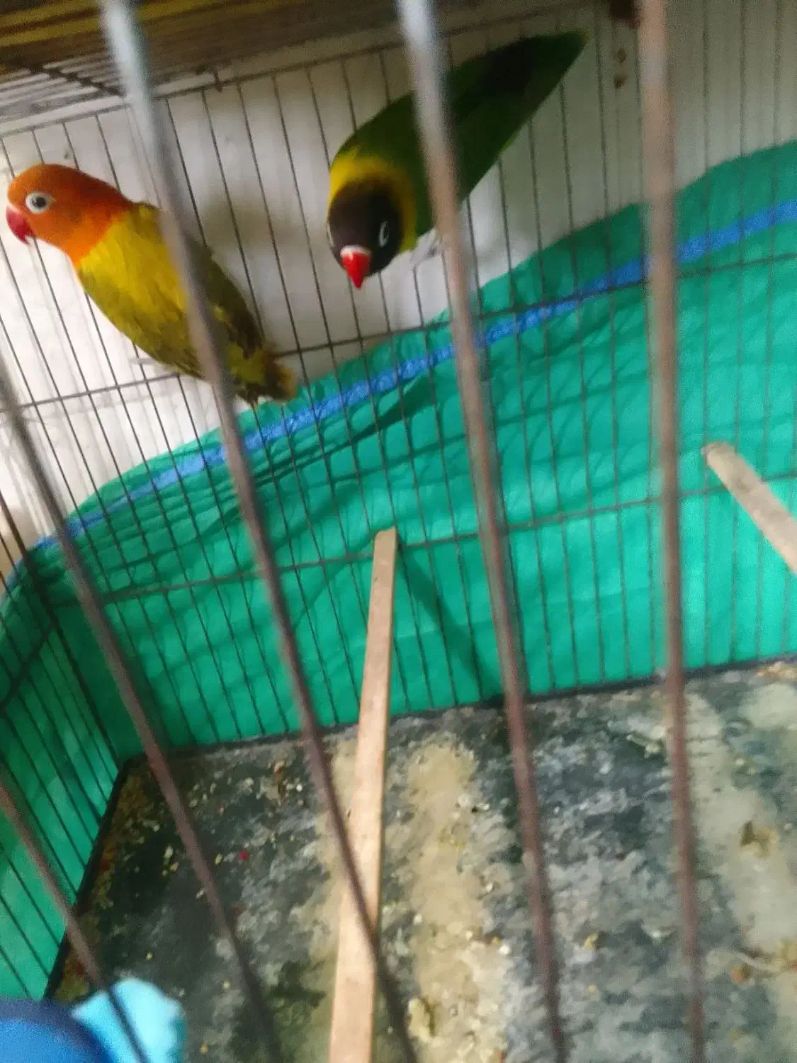 عروس هندی|پرنده|رشت, دیانتی|دیوار