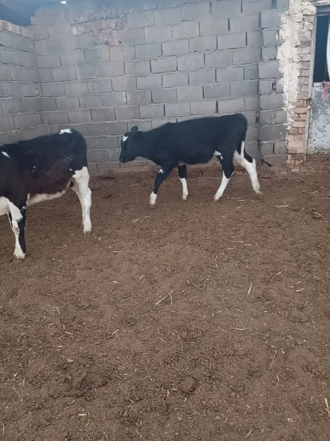 گوساله ماده و گوساله نر و دوتا گاو ابستن|حیوانات مزرعه|تربت جام, میان جام|دیوار