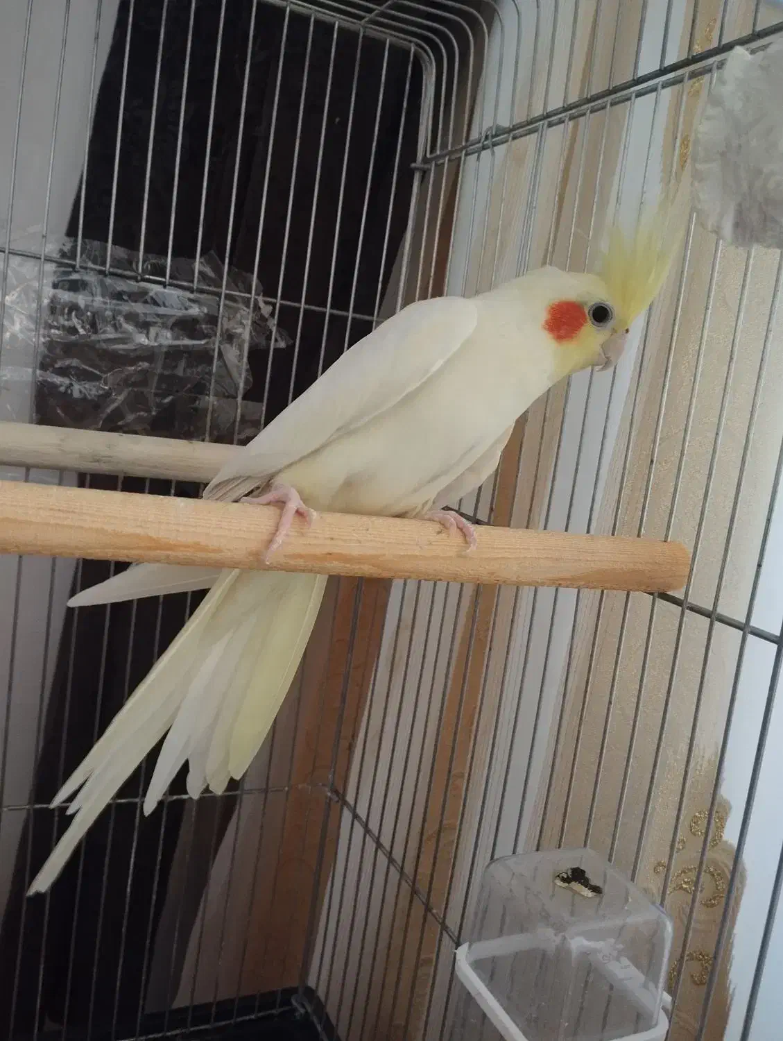 پرنده|پرنده|ایلخچی, |دیوار