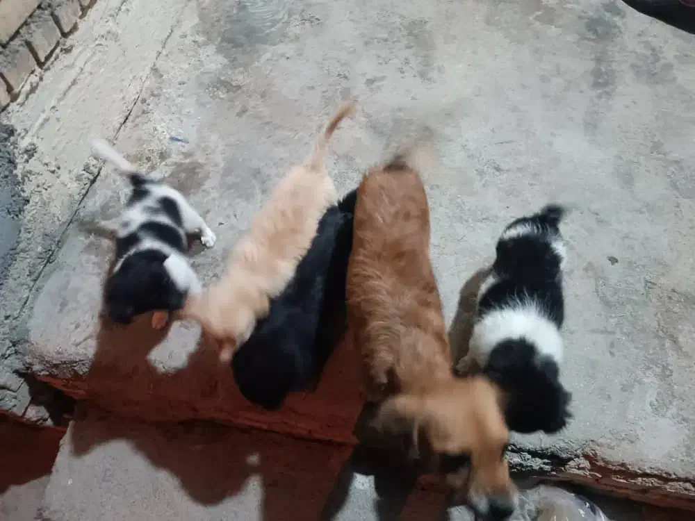 سگ گلدن اشپیتز|سگ|بهبهان, |دیوار