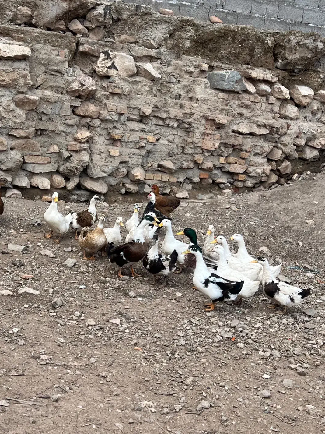 اردک محلی|حیوانات مزرعه|رودبار, |دیوار