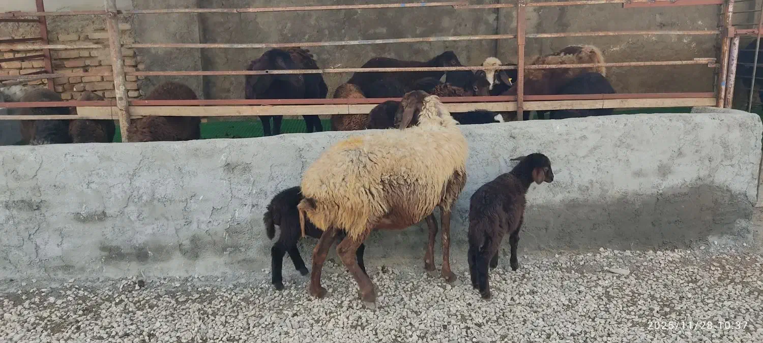 گوسفند دوقلو بره ها هردو ماده کامل خوراکخور|حیوانات مزرعه|بندر ترکمن, |دیوار
