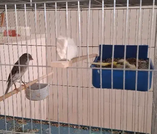 فروش قناری|پرنده|اردکان, |دیوار