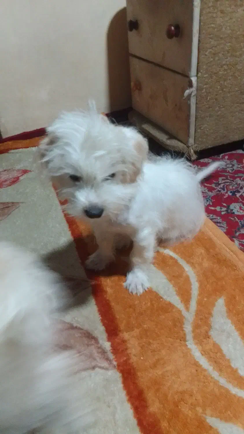 سگ شیتزو جنسیت نر|سگ|ری, اقدسیه|دیوار