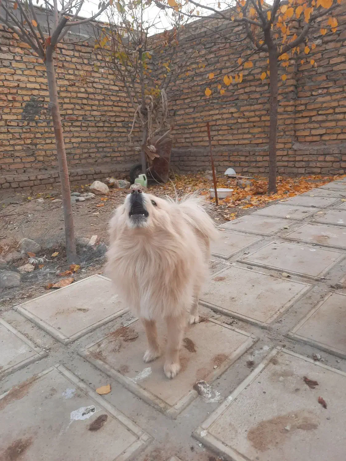 پامرین|سگ|تهران, انبار نفت|دیوار