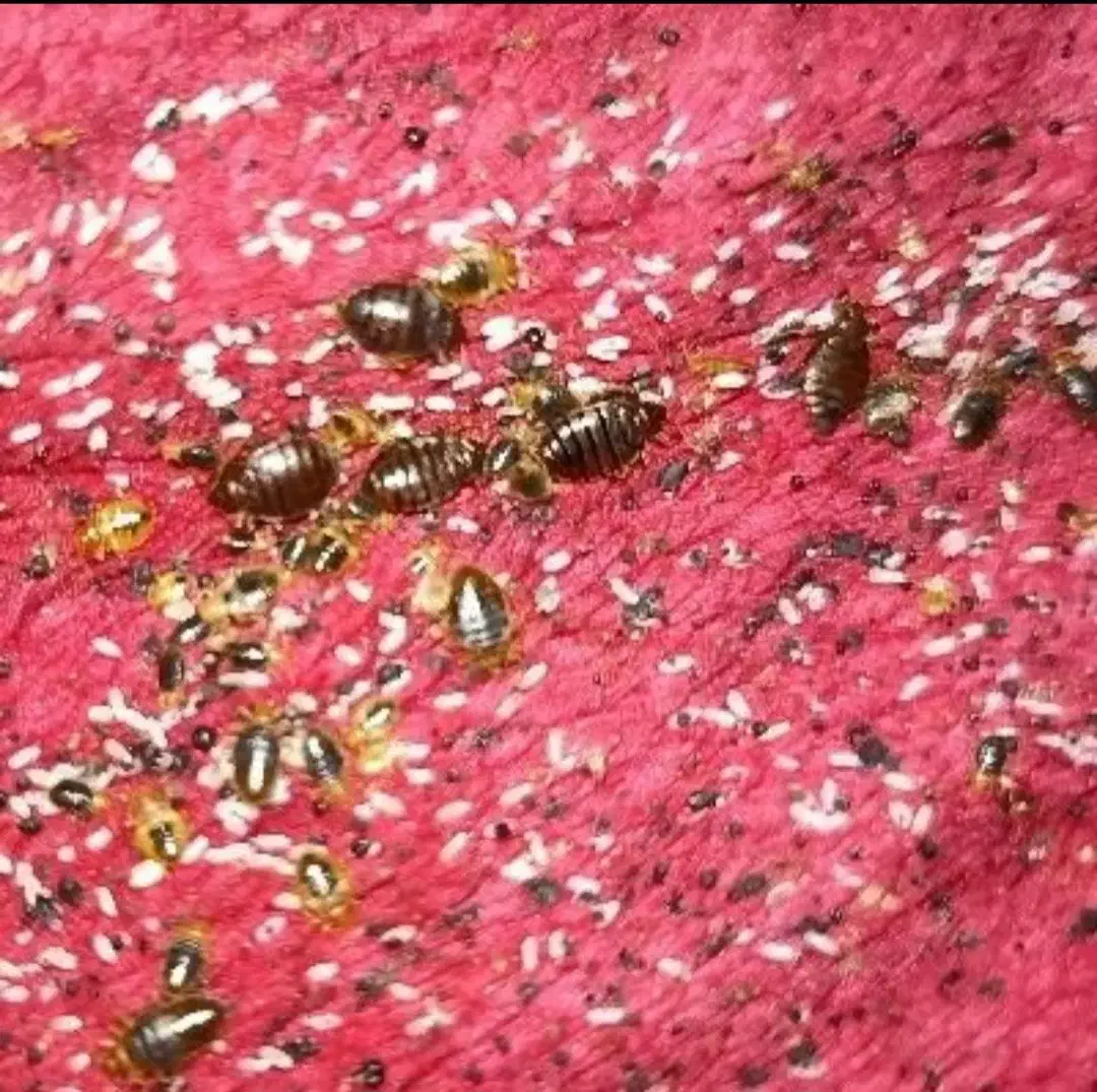 سمپاشی ساس سوسک سم پاشی گال زنبوردرتمام نقاط|خدمات نظافت|مشهد, کوشش|دیوار