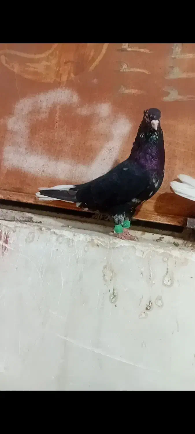 نر کوهی سیاه عتیقه نوک سفید|پرنده|اهواز, آریاشهر|دیوار