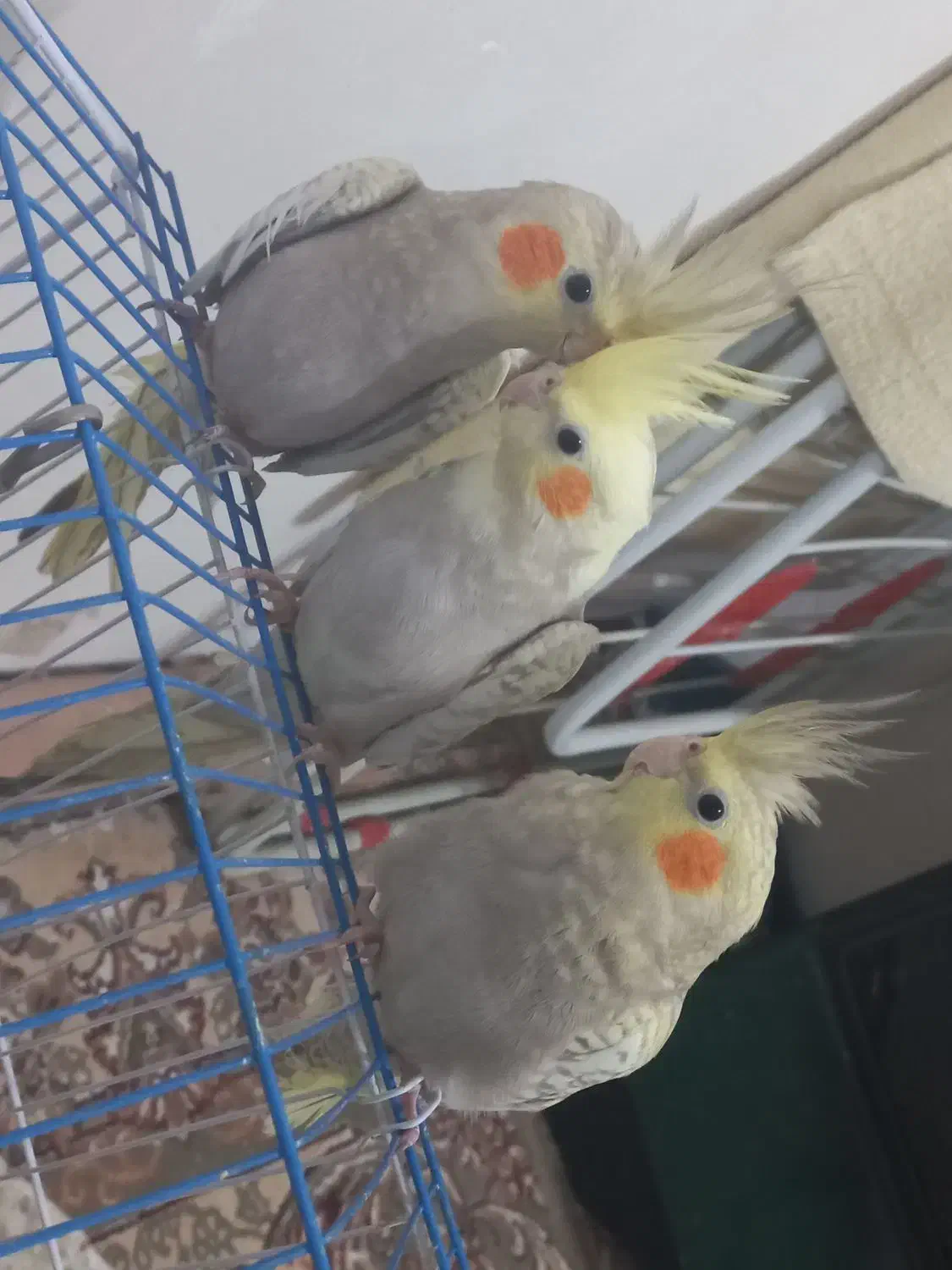 عروس هلندی 3ماهه|پرنده|رشت, جانبازان|دیوار