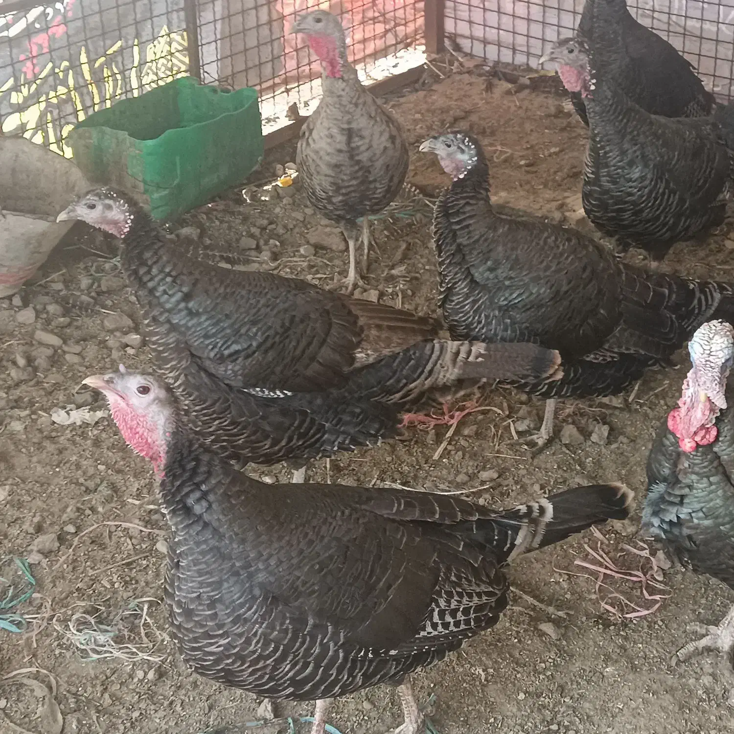 بوقلمون ماده|حیوانات مزرعه|ری, دیلمان|دیوار