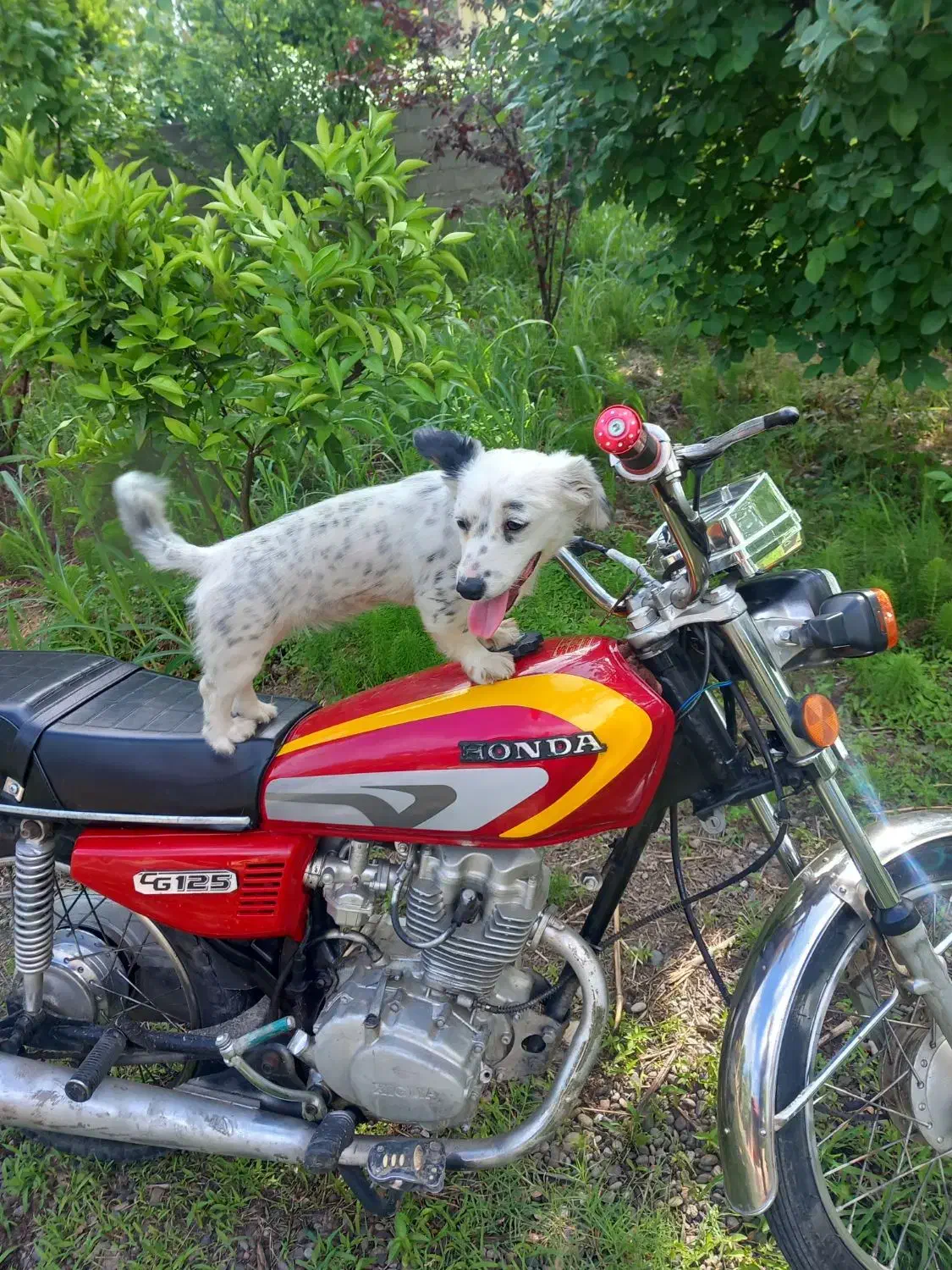 شیزوماده|سگ|لولمان, |دیوار