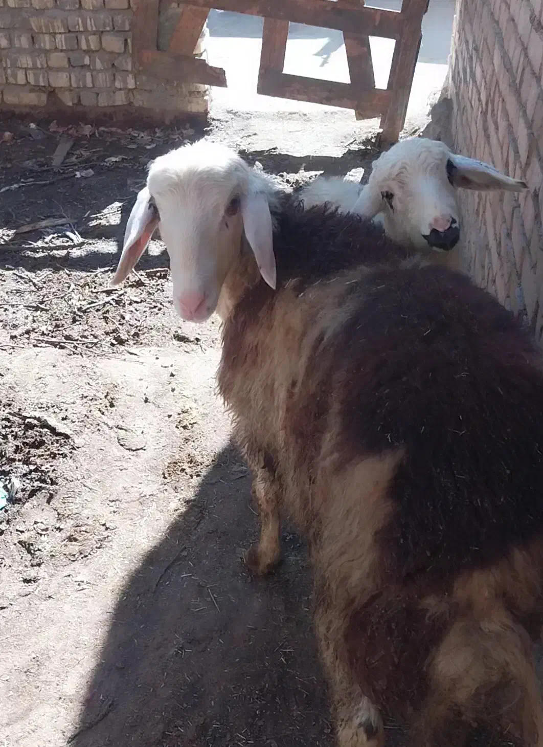 فروشی ب|حیوانات مزرعه|کمره, |دیوار