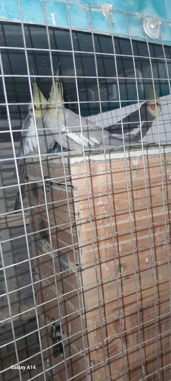 فروش 8 عدد عروس هلندی مولد و جوجه ها|پرنده|زرقان, |دیوار