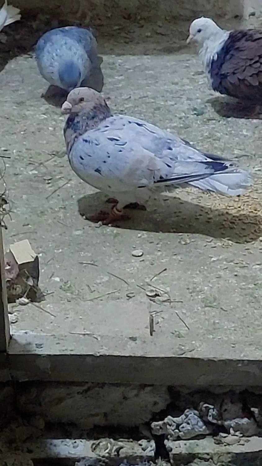 سرور|پرنده|تربت جام, جامرود|دیوار