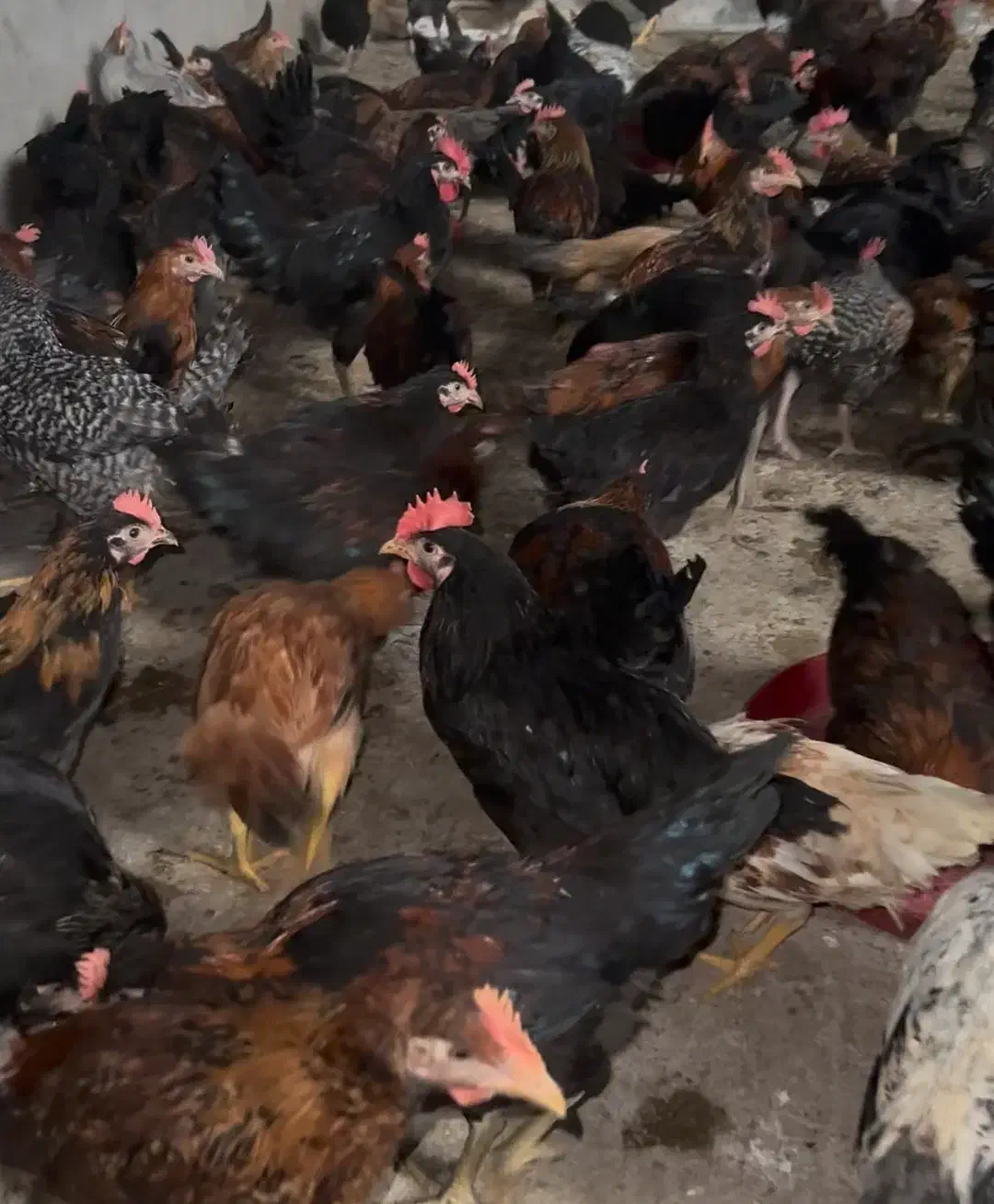 مرغ محلی خروس محلی|حیوانات مزرعه|مرودشت, محمد آباد|دیوار