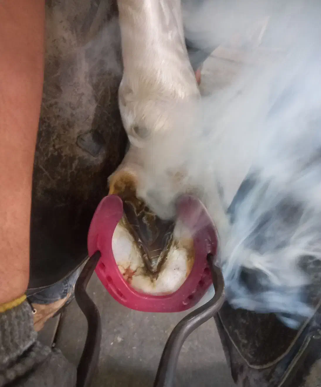 نعل بندی(داغ)و سرد|اسب و تجهیزات اسب‌سواری|مشهد, وکیل‌آباد|دیوار