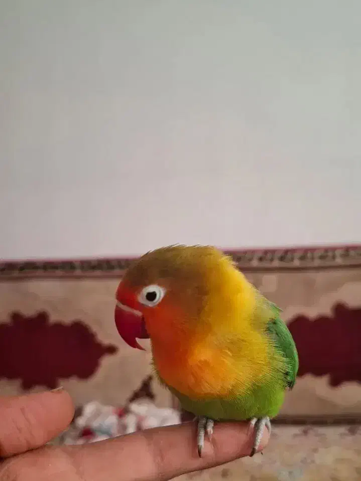 ی جفت طوطی بریزیلی کوتوله|پرنده|قم, انصارالحسین|دیوار