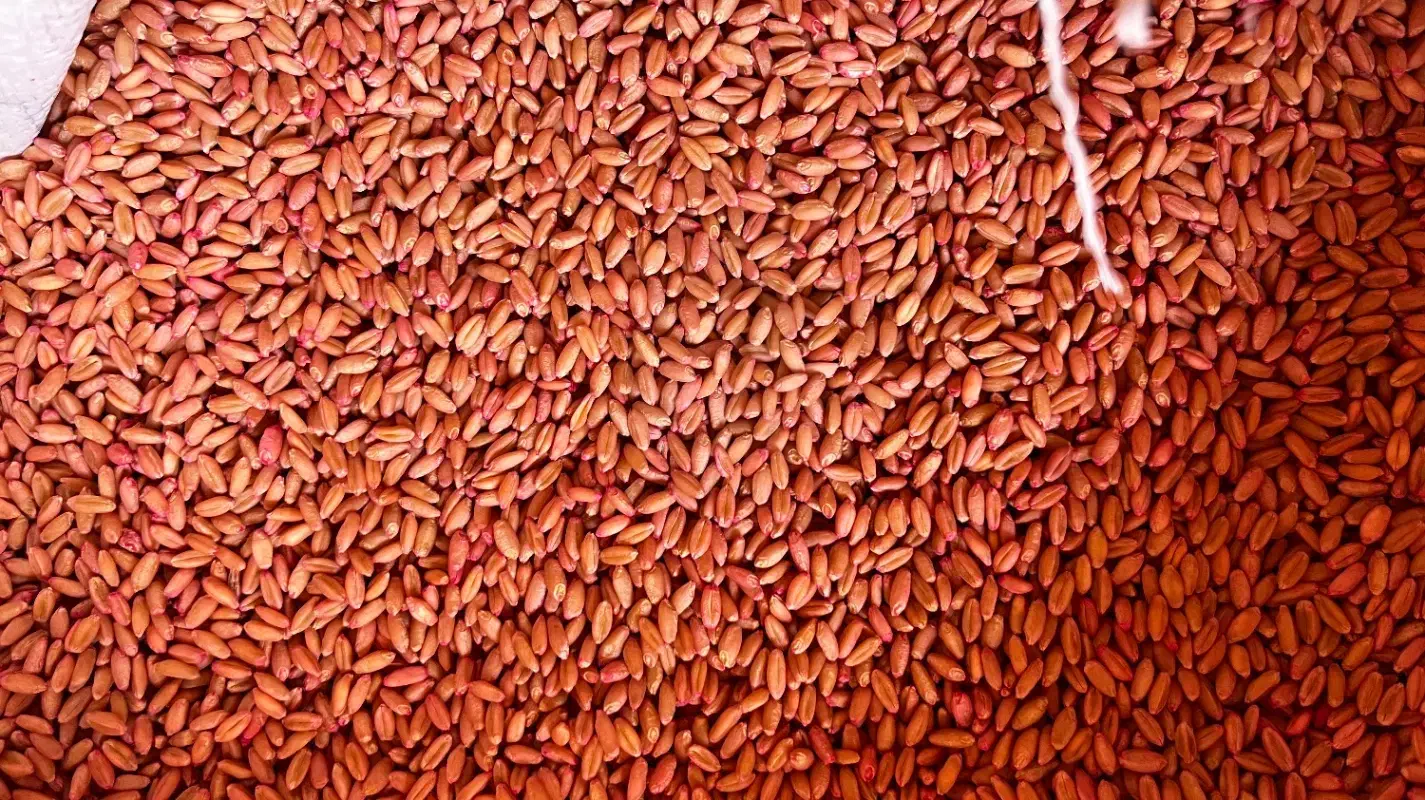 گندم دیم|خوردنی و آشامیدنی|خرقان, |دیوار