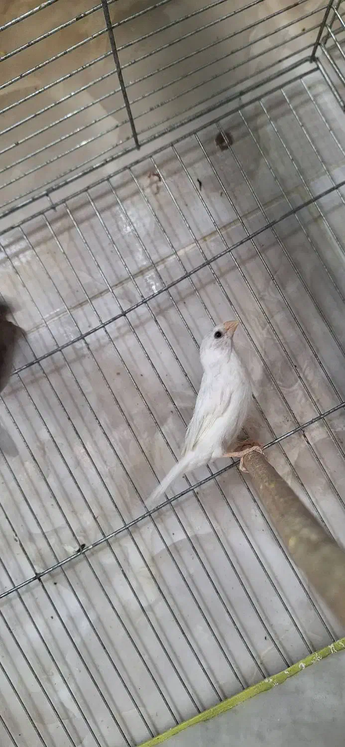 فنچ|پرنده|ساوه, |دیوار