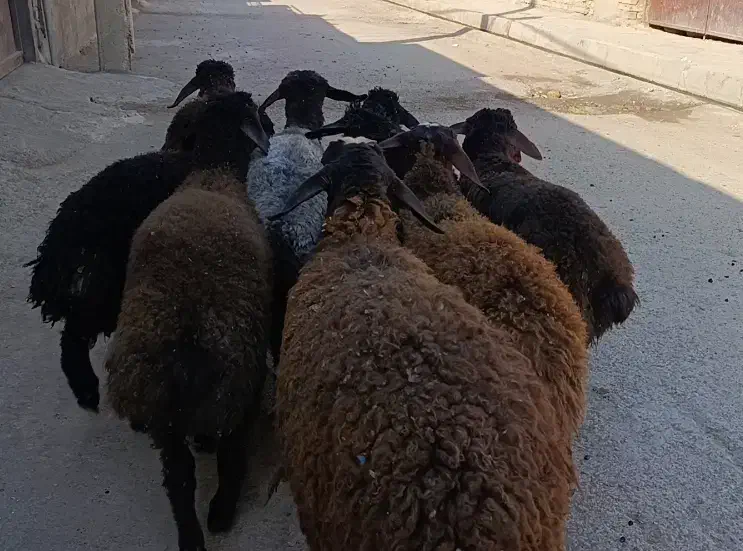 21راس بره|حیوانات مزرعه|کرج, فاز ۱ مهرشهر|دیوار