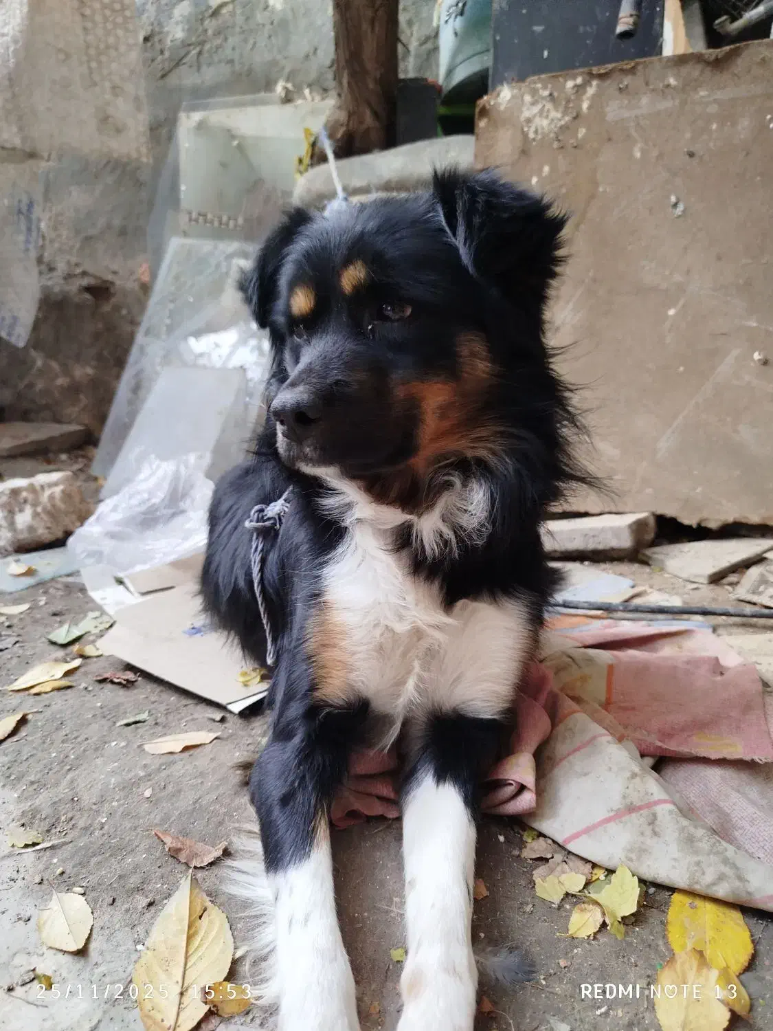 سگ پاکوتا|سگ|مراغه, |دیوار