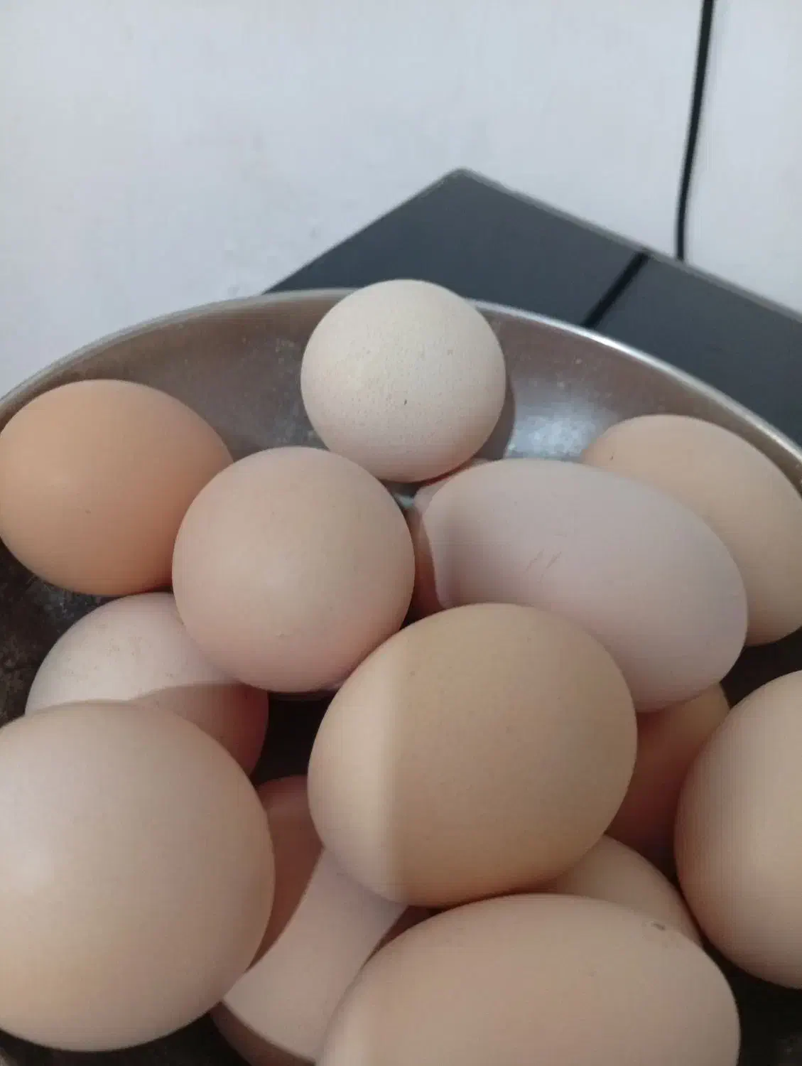 تخم مرغ محلی|حیوانات مزرعه|رشت, یخسازی|دیوار