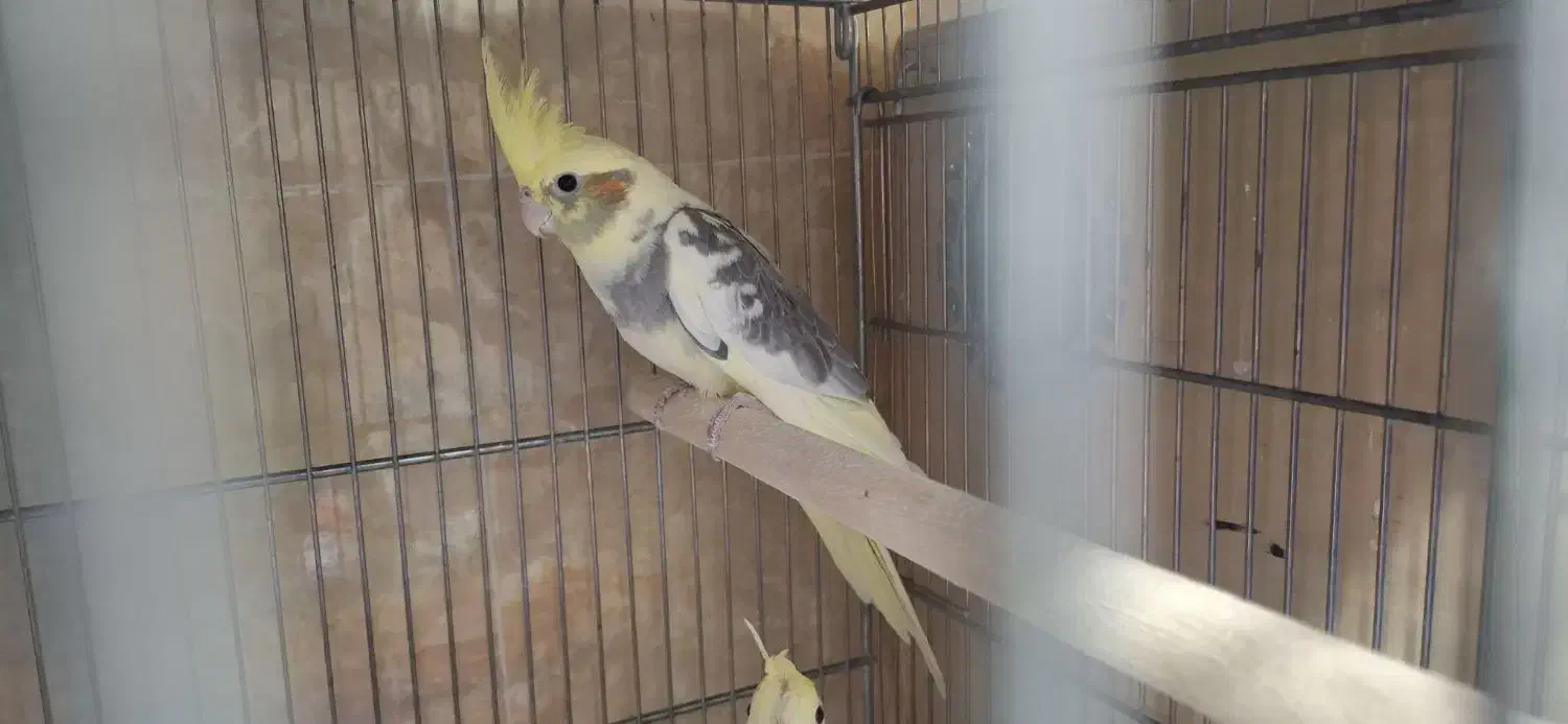 جوجه عروس، بالغ، گرینچیک مولد، لونه|پرنده|بابا حیدر, |دیوار