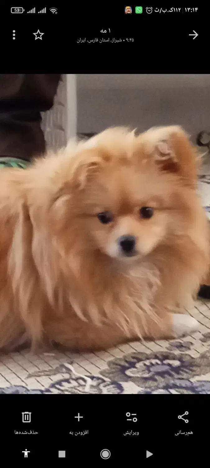 سگ نر نژاد پامر اصلی یکساله|سگ|شیراز, شیخ علی چوپان|دیوار