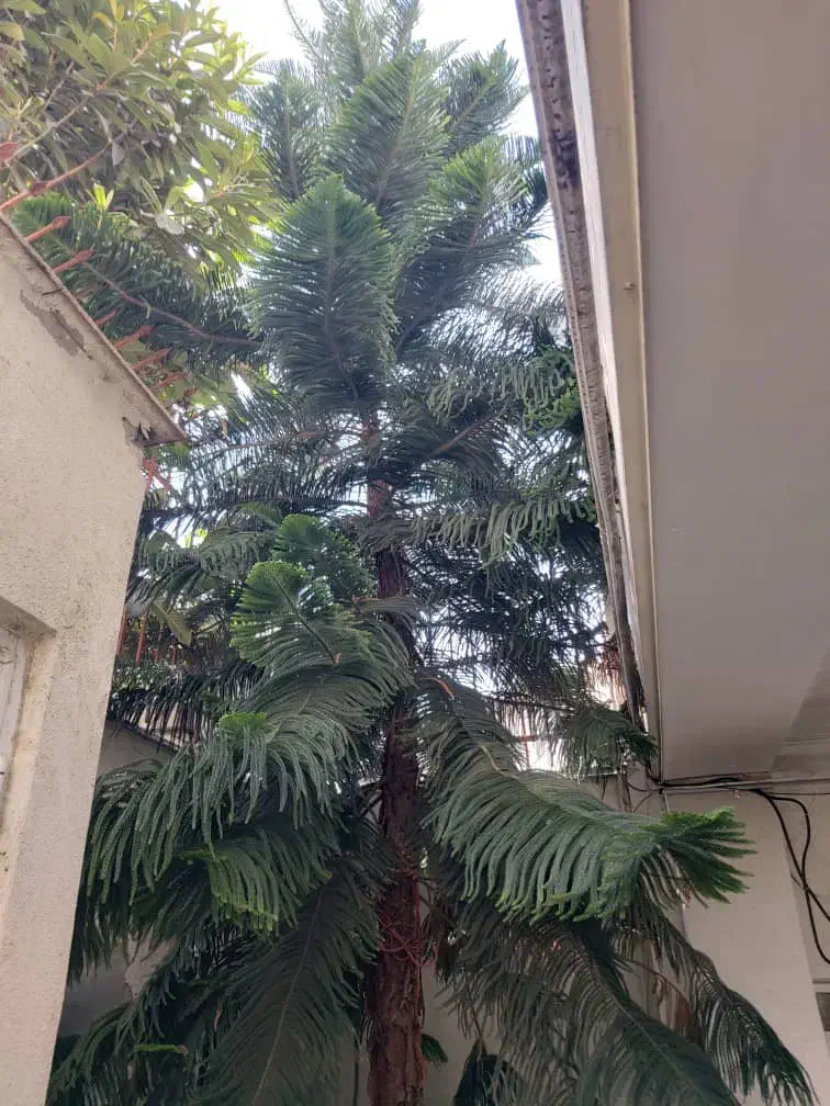 کاج مطبق|گل و گیاه طبیعی|آمل, |دیوار