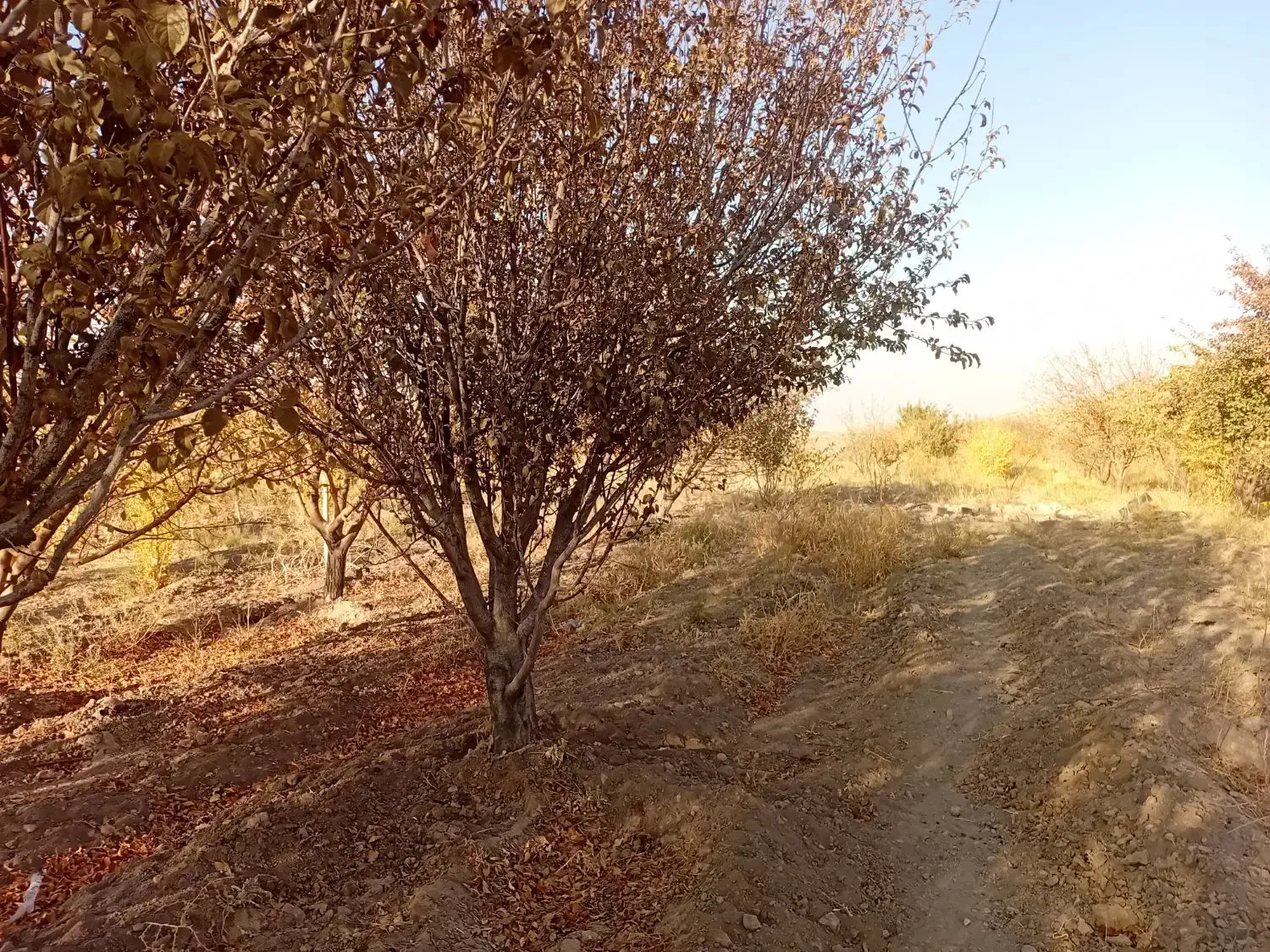 باغ 2500متر درخت کاری وهزارمترخاکی 700میلیون|فروش زمین و ملک کلنگی|زرندیه, |دیوار