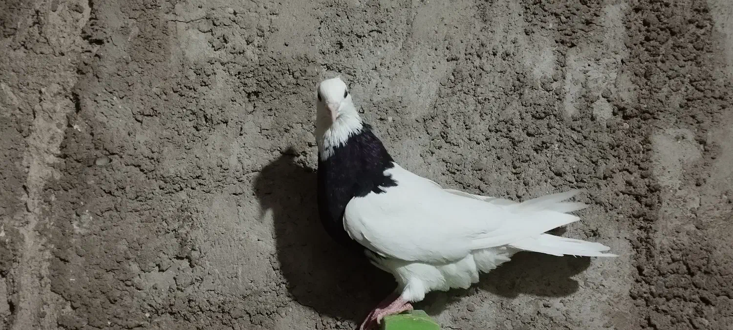 طوقی بندر دیلم|پرنده|دیلم, |دیوار