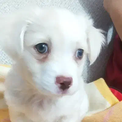 سگ اشپیتز|سگ|بیرجند, |دیوار