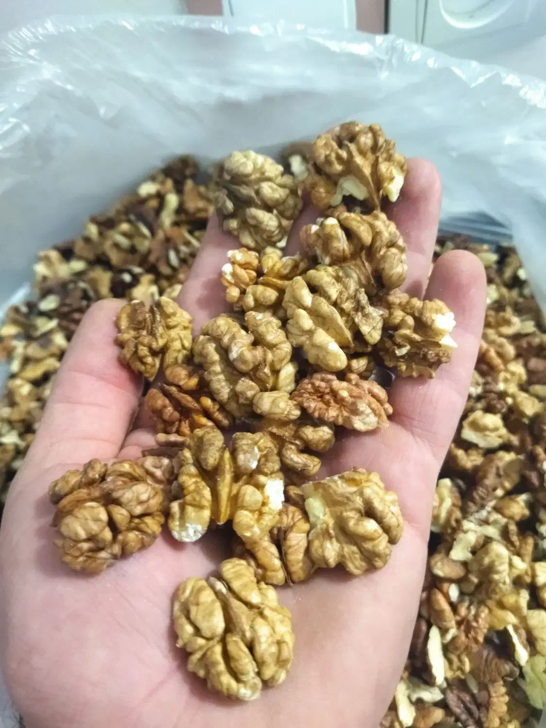 مغز گردو 5 کیلو|حراج|مریوان, |دیوار