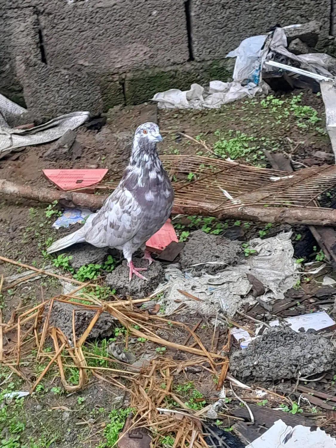 معاوظه با ۱خروس|پرنده|رشت, فرودگاه سردار جنگل رشت|دیوار