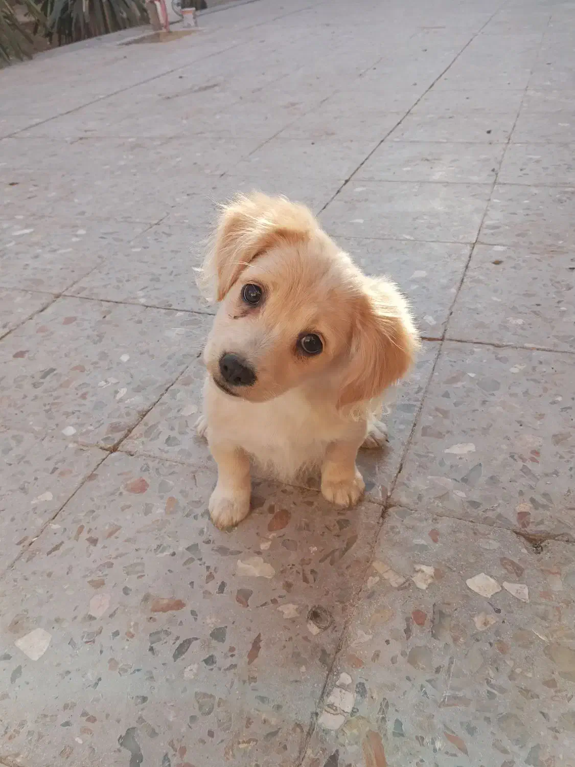 کوچلو دوست داشتنی معاوضه با پرنده|سگ|کرمان, |دیوار