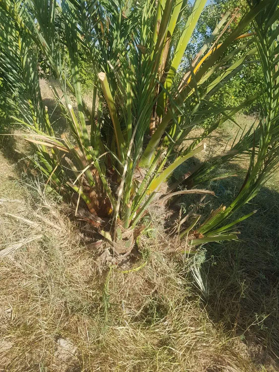 پاجوش‌نخل‌برحی‌ اصل|گل و گیاه طبیعی|اهواز, اهواز|دیوار