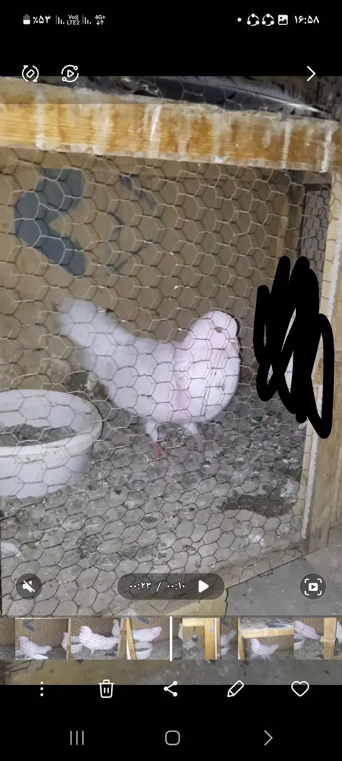 کبوتر گمشده|پرنده|پاکدشت, پاکدشت (مامازند)|دیوار