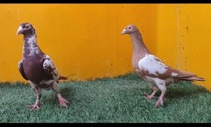 انواع کفتر جهرم|پرنده|شیراز, درکی|دیوار