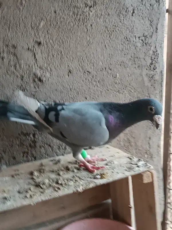 کبوتر|پرنده|گرمسار, |دیوار