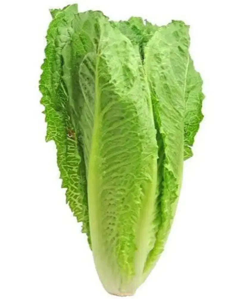 کاهو|فروش دفتر صنعتی، کشاورزی، تجاری|صادق آباد, |دیوار