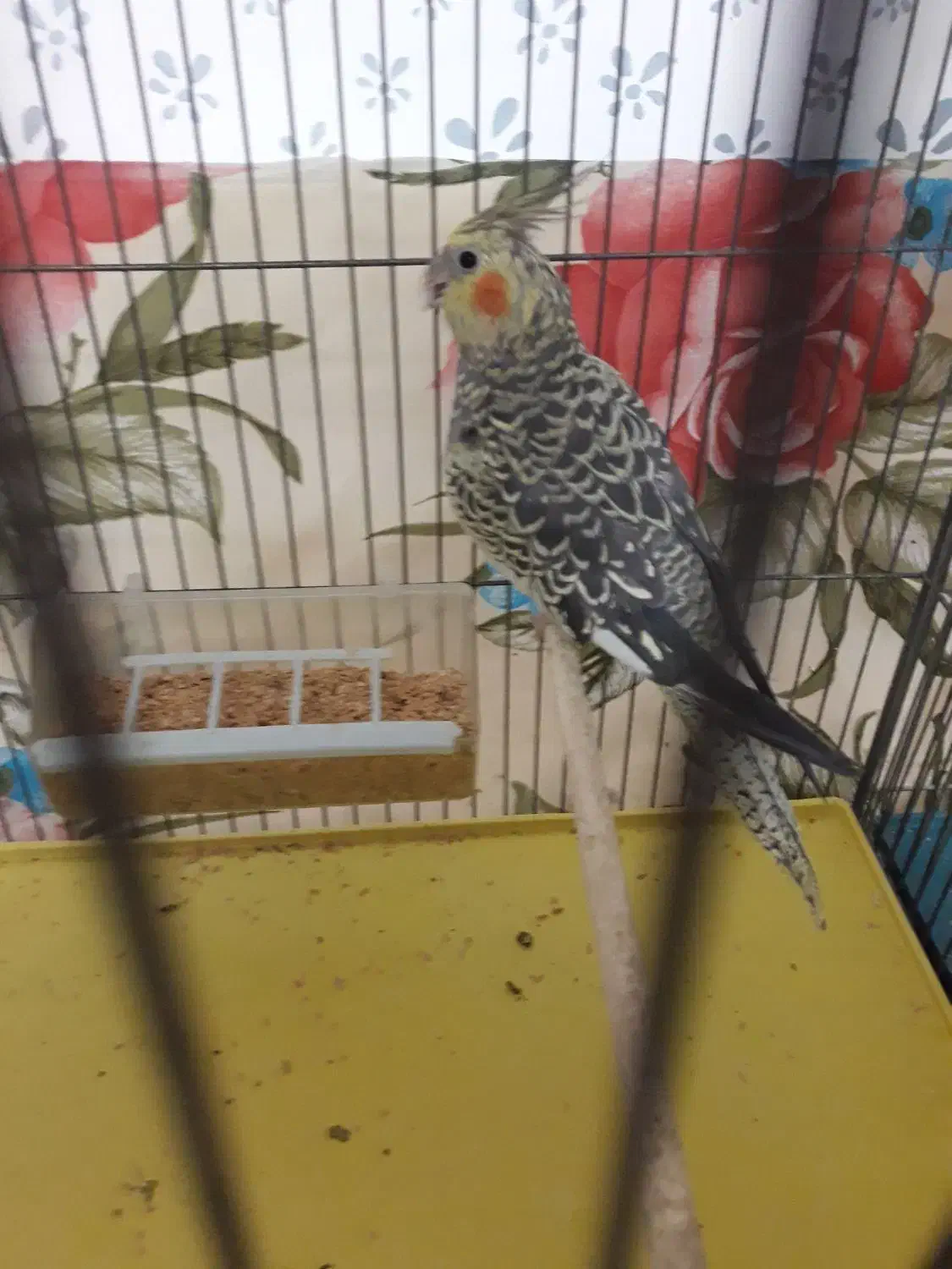 عروس هلندی ماده|پرنده|فولادشهر, مسکن مهر فولادشهر|دیوار