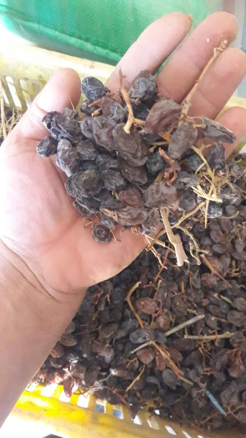 کشمش منقا هسته دار|خوردنی و آشامیدنی|تاکستان, |دیوار