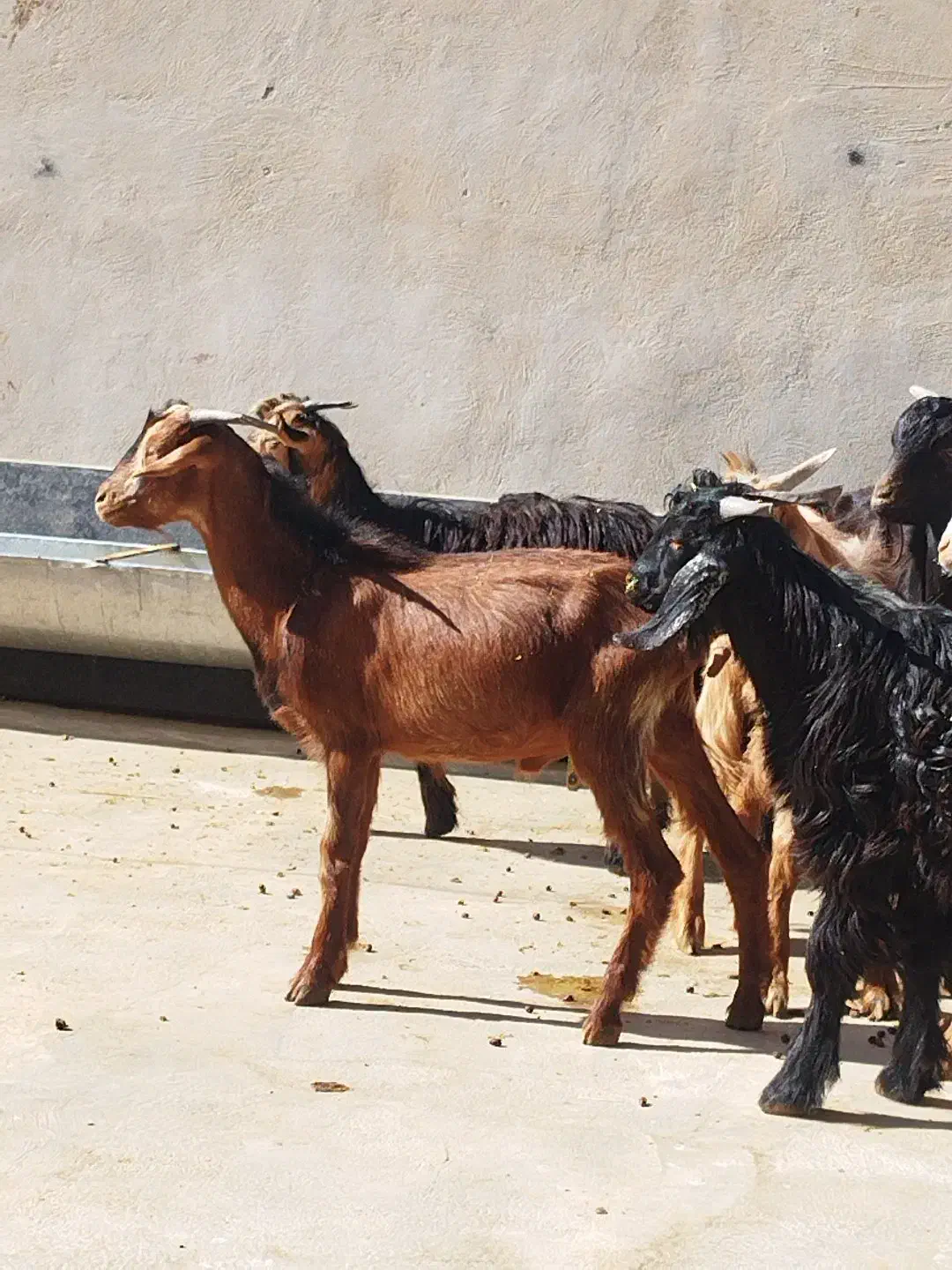 تعدادی کره نر وماده|حیوانات مزرعه|وحدتیه, |دیوار