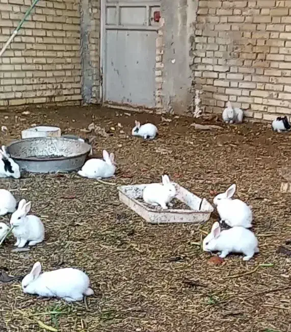 خرگوش لپ|موش و خرگوش|رامشیر, |دیوار