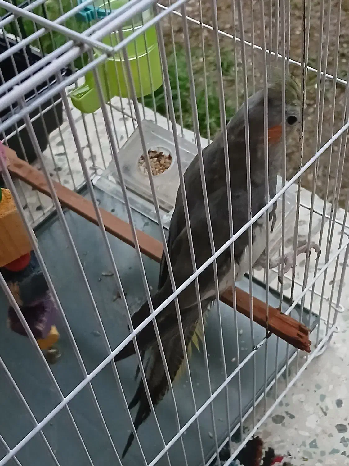 عروس هلندی|پرنده|لوندویل, |دیوار