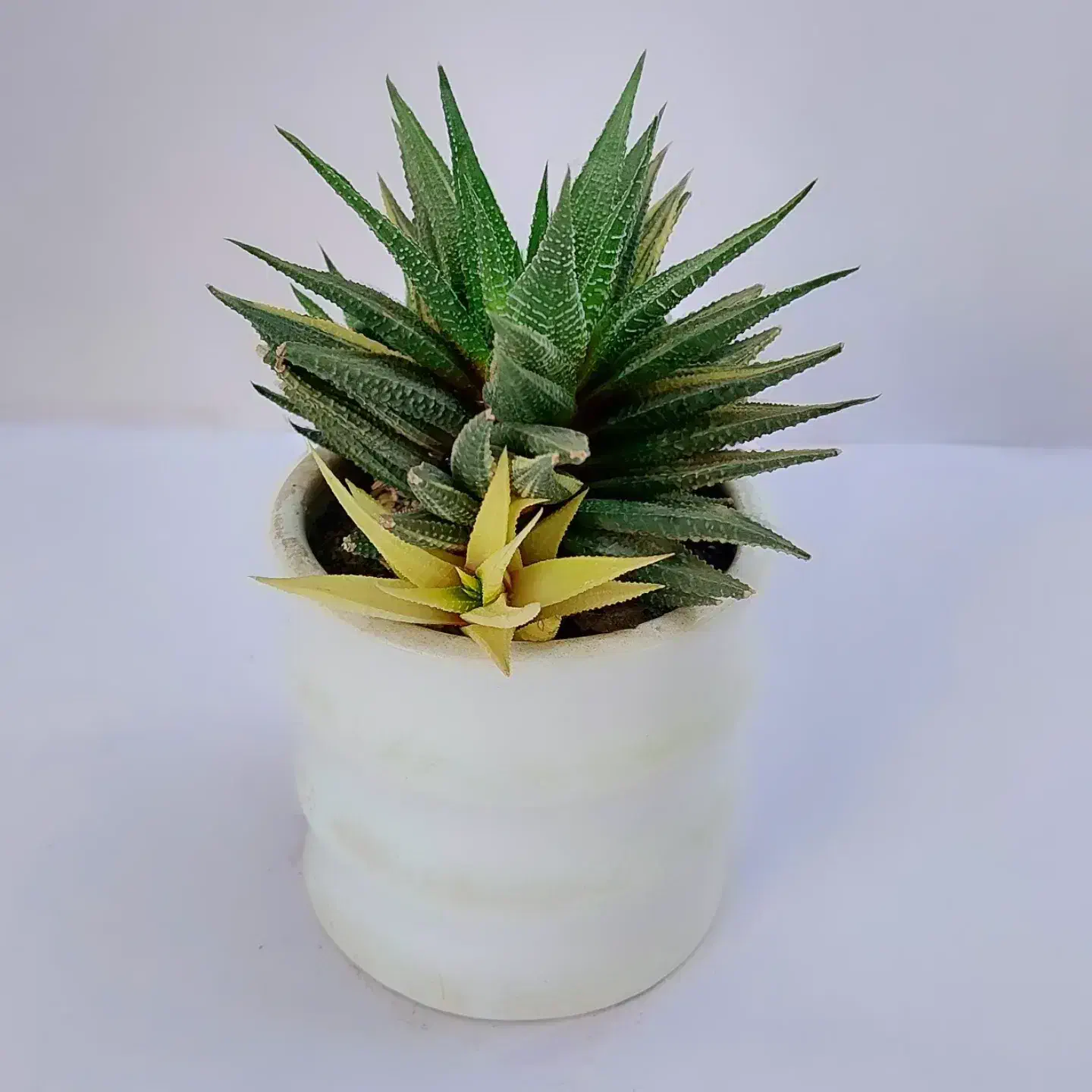 گلخونه نبش صیاد شیرازی ۲ نرسیده به بیمارستان ارتش|گل و گیاه طبیعی|بجنورد, |دیوار