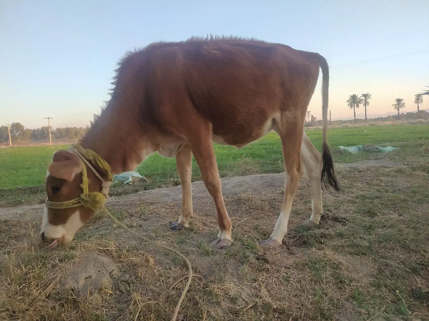 گاو چاق وسرحال|حیوانات مزرعه|بندرعباس, |دیوار