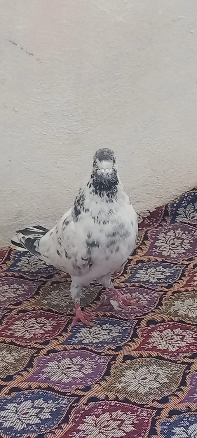 کبوتر|پرنده|خلخال, |دیوار