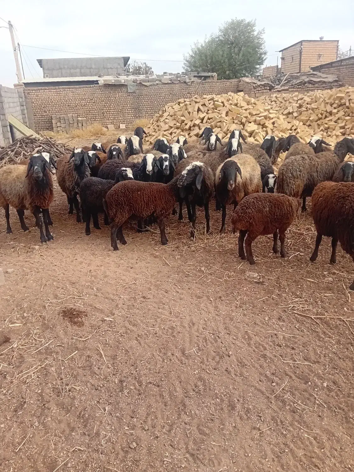 میشبره|حیوانات مزرعه|ری, فیروزآباد|دیوار