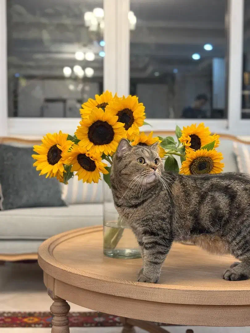 واگذاری گربه بریتیش چینچیلا|گربه|تهران, درکه|دیوار